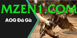 Đá Gà Trực Tiếp - nh88